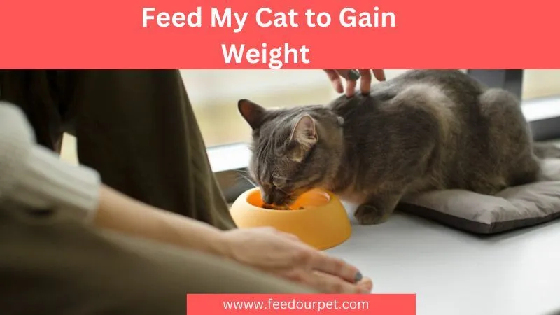 feed my cat to gain weight, cat gain weight