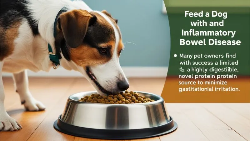  feed a dog with an inflammatory bowel disease