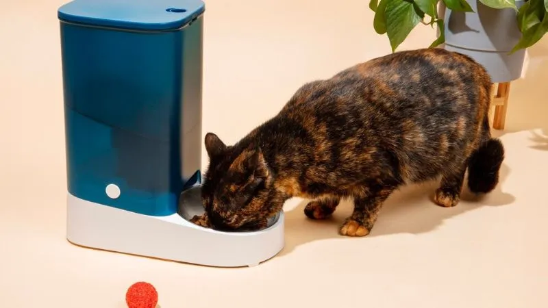  automatic cat feeder