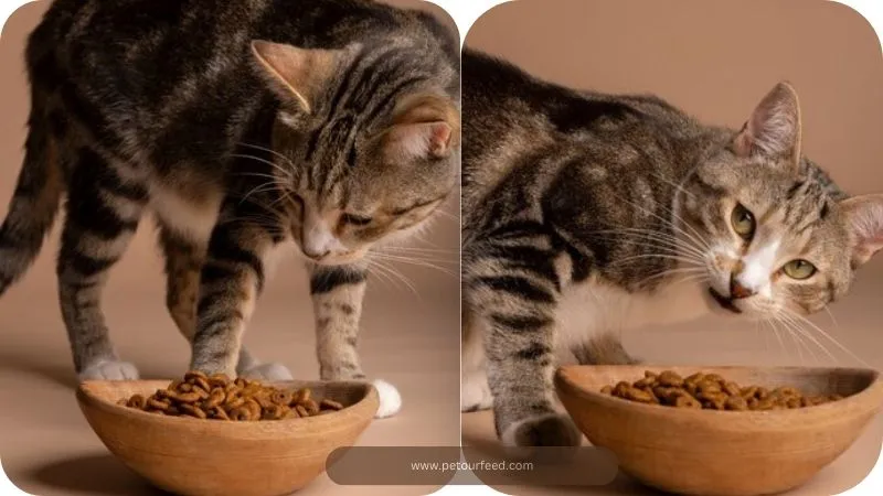 Feeding cats chicken without bones: Understanding risks if cats eat chicken bones