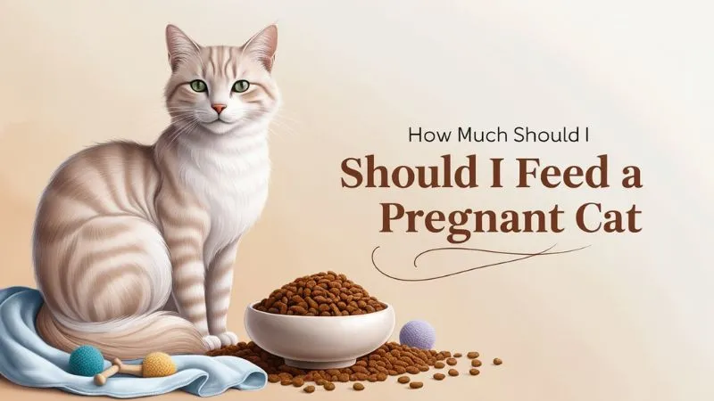 Feeding Guidelines for Pregnant Cats: How Much Food to Ensure a Healthy Pregnancy
