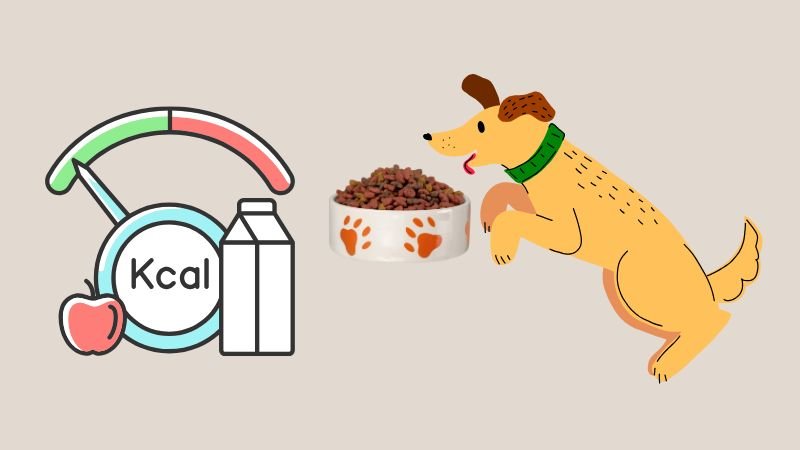 Guidelines for converting a dog’s calorie needs into the right serving size, using easy steps to ensure your dog gets the right portion based on its weight and activity level.