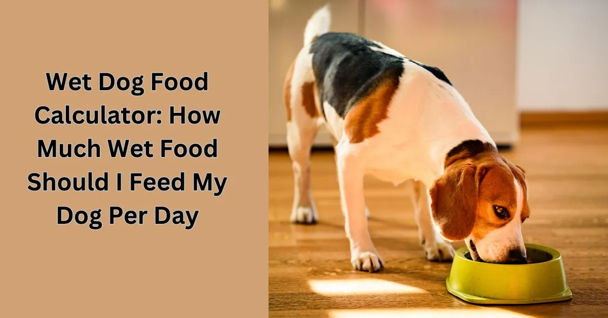 An online wet dog food calculator showing how much wet food a dog should be fed daily based on weight, age, and activity level.