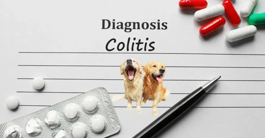 Happy dog with a wagging tail, sitting outdoors on green grass, with a bowl of healthy food nearby, symbolizing proper care and diet for managing colitis.