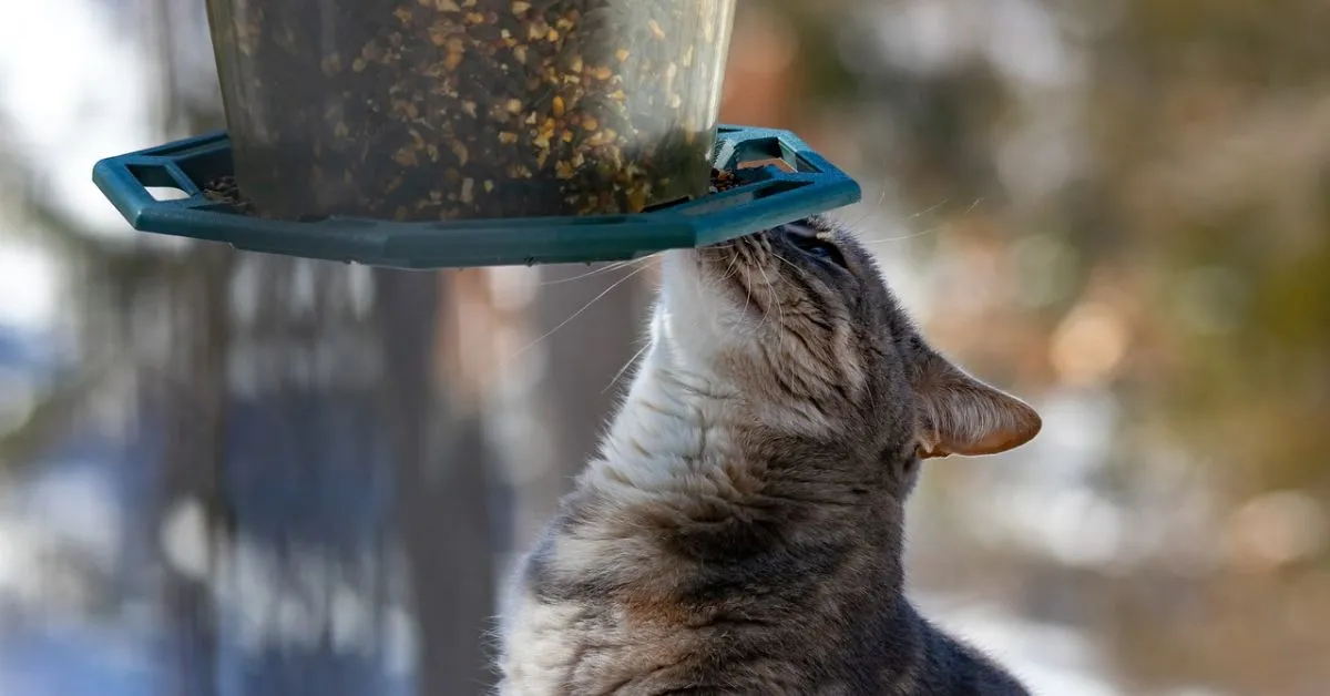 A gravity pet feeder makes feeding pets simple by automatically refilling their bowls. It’s easy to use, reliable, and a great option for busy pet owners.