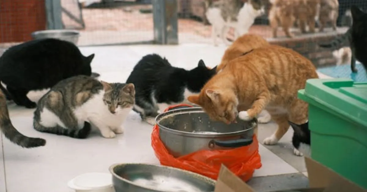 A stray cat eating food placed outside in a clean bowl, showing the importance of safe and regular feeding routines for outdoor cats.