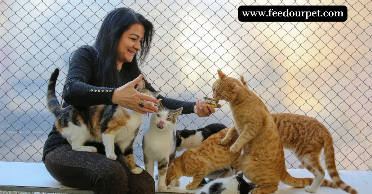 Cat eating food from a bowl in an outdoor feeding station, highlighting safe and responsible ways to feed stray cats.